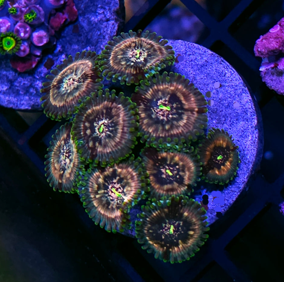 Atomic Space Monster Zoas