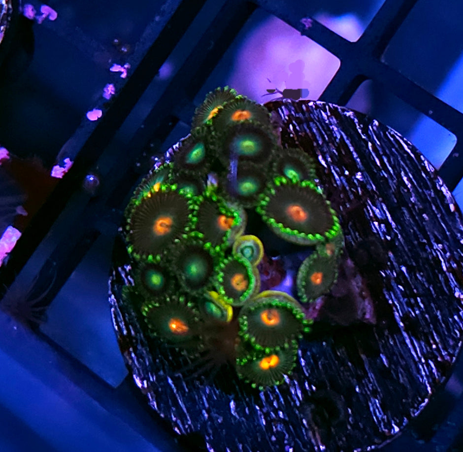 Hurricane Mix Zoas