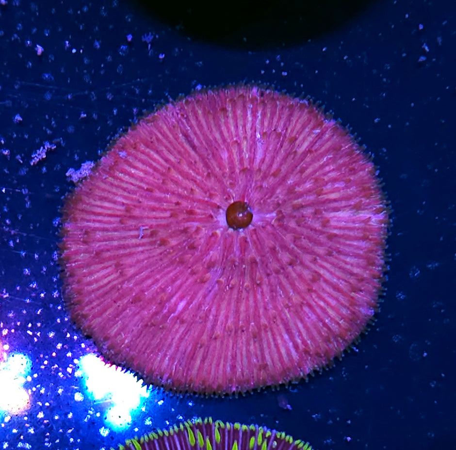 Pinkish Fungia Plate