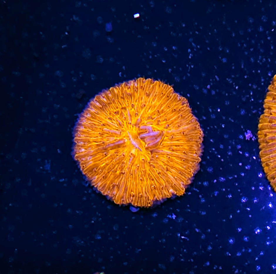 Orange Fungia Plate