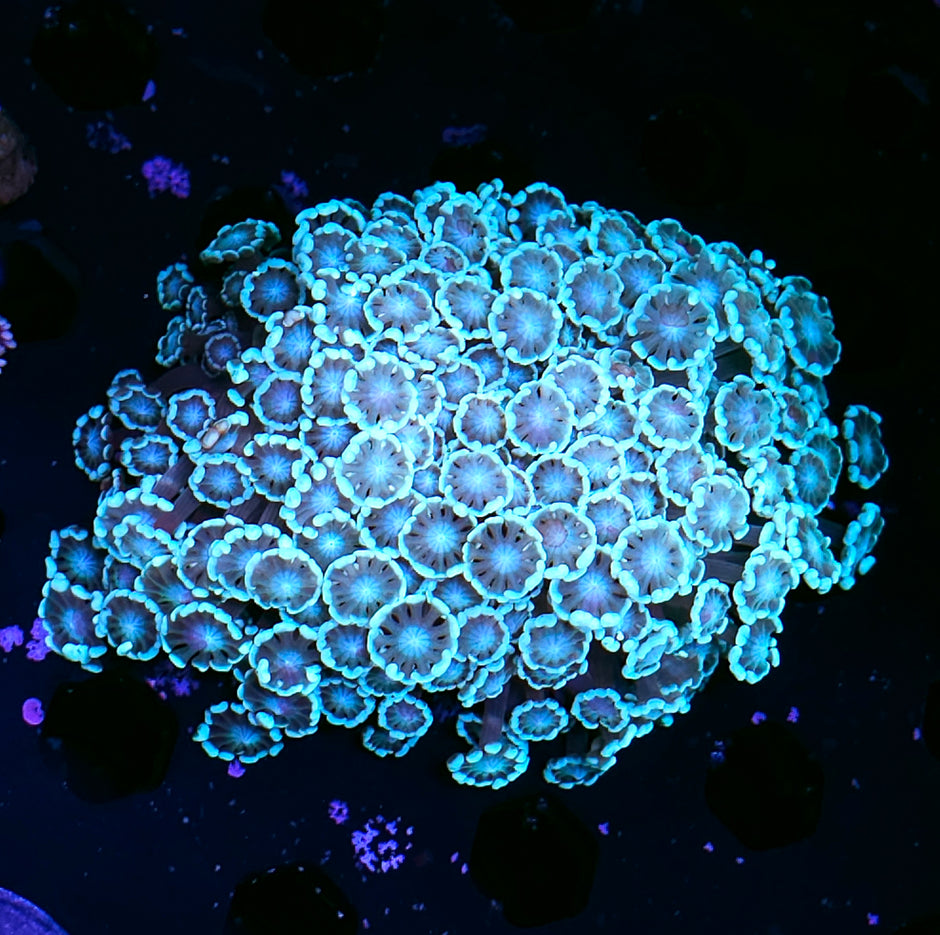 Ectoplasm Alveopora Colony