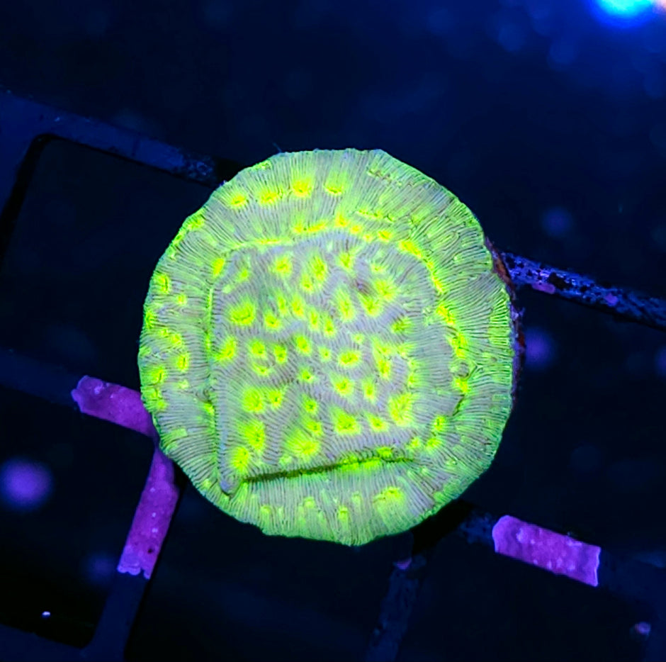 Kiwi Fusion Leptosersis