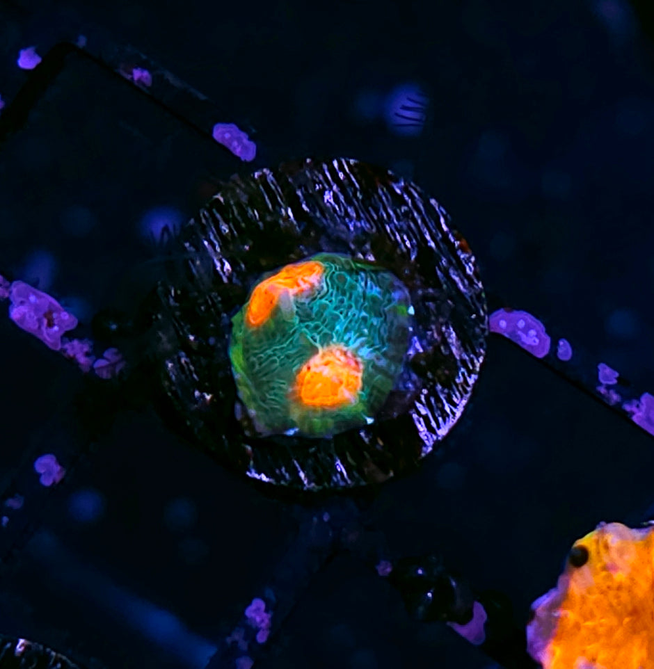 Emerald Mummy Eye Chalice