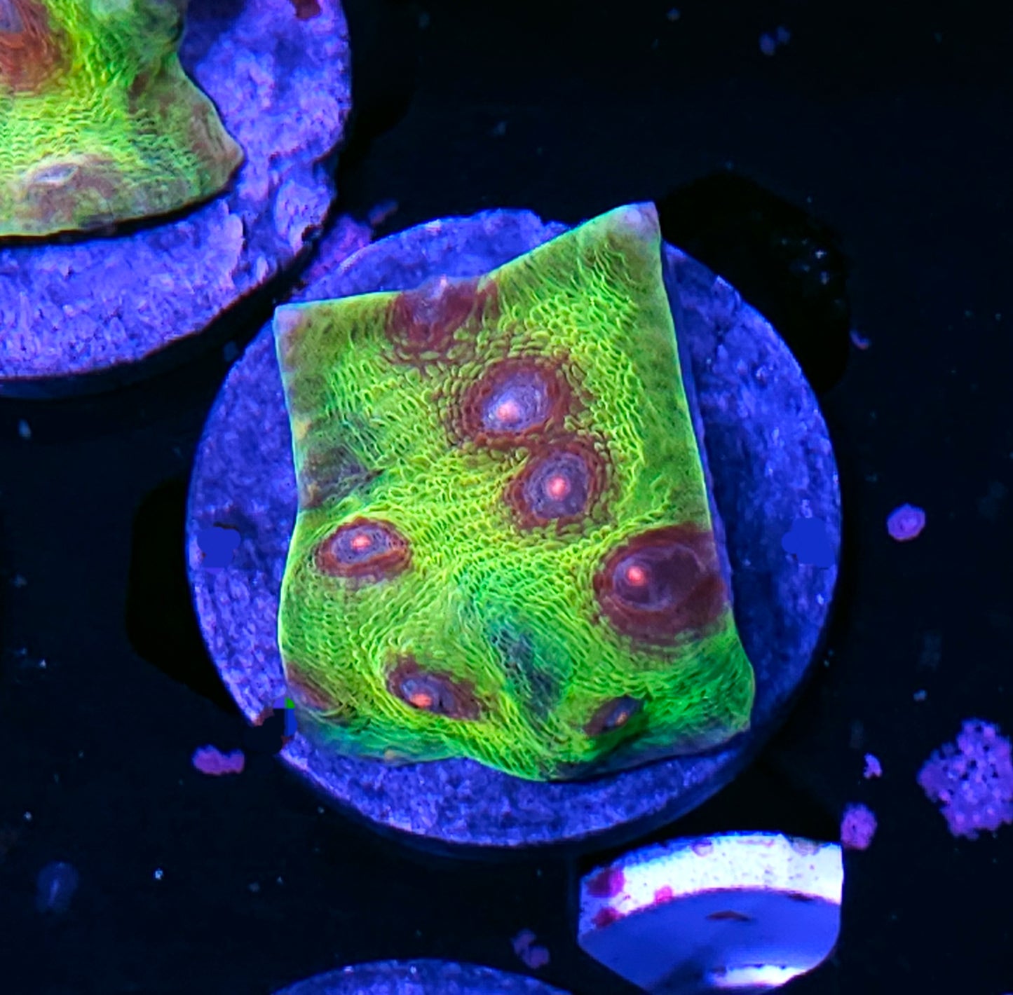 HF Killshot Mycedium