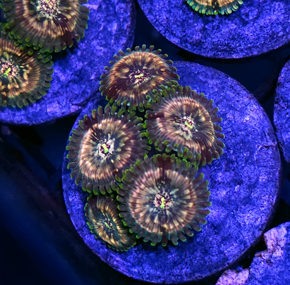 Atomic Space Monster Zoas