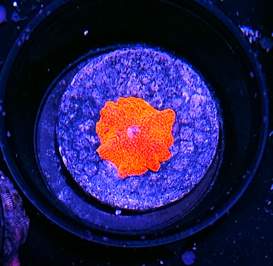 Scarlett Begonias Mushroom
