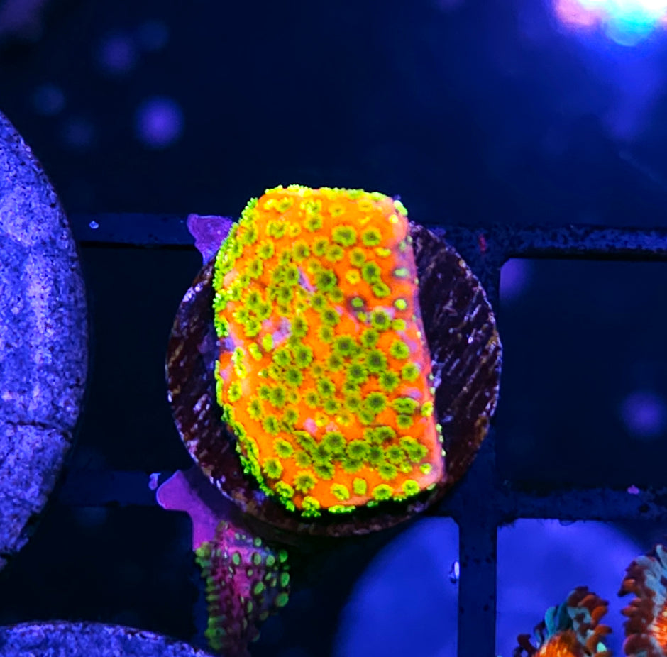 Sunset Montipora