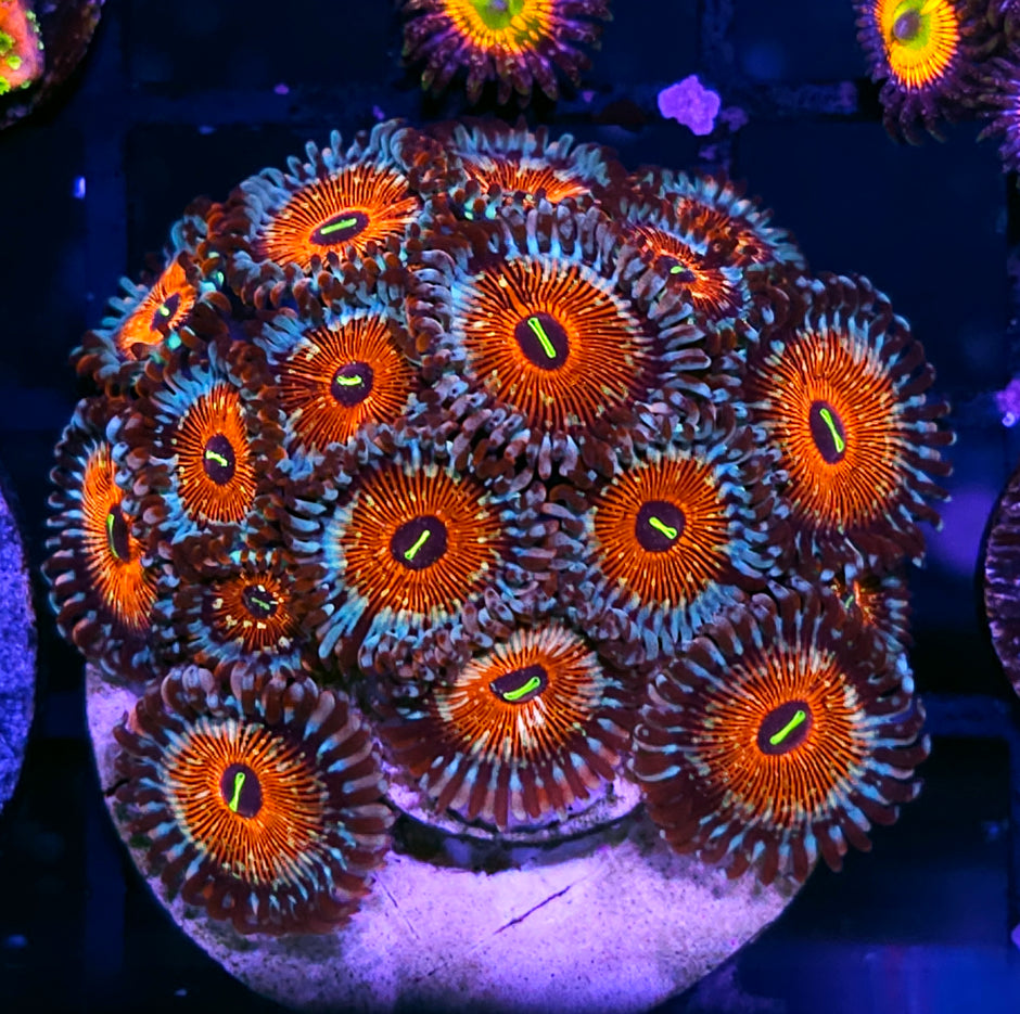 White Zombie 🧟‍♀️ Zoa Colony