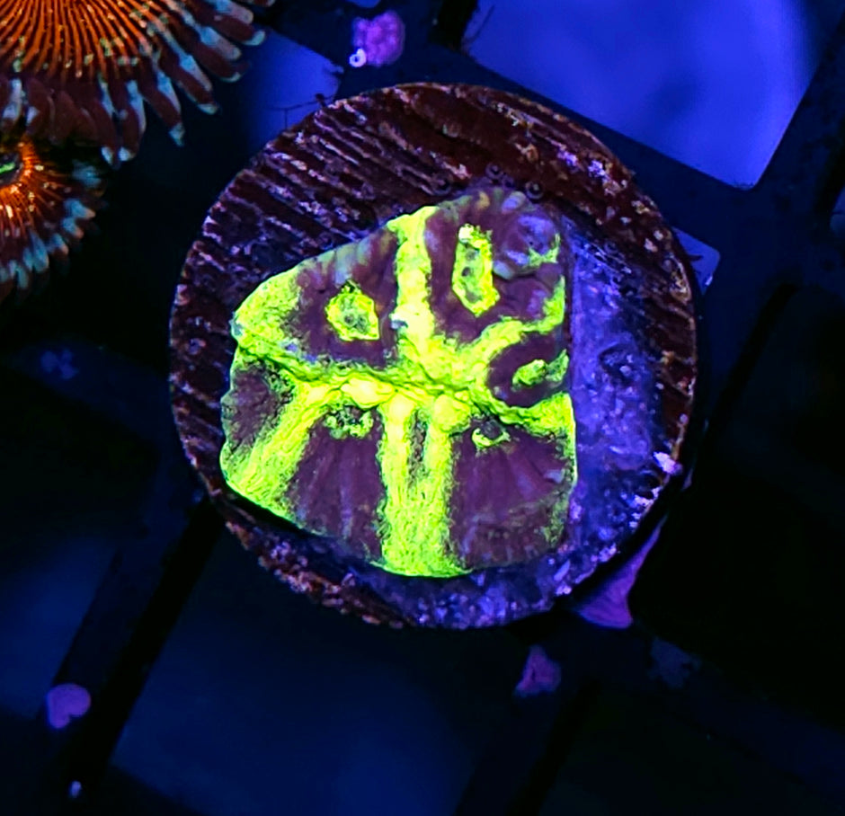 HF Purple People Eater Favia