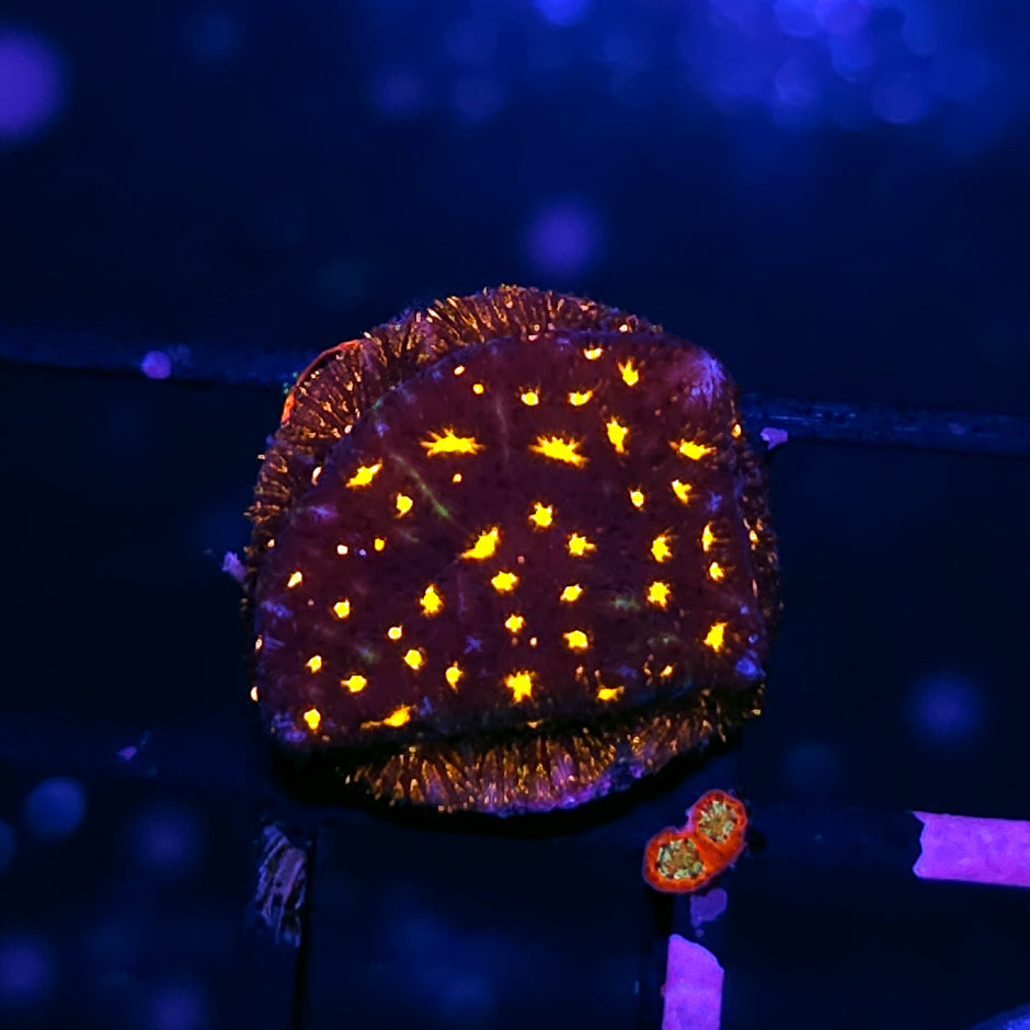 ECC Fireworks Leptosersis