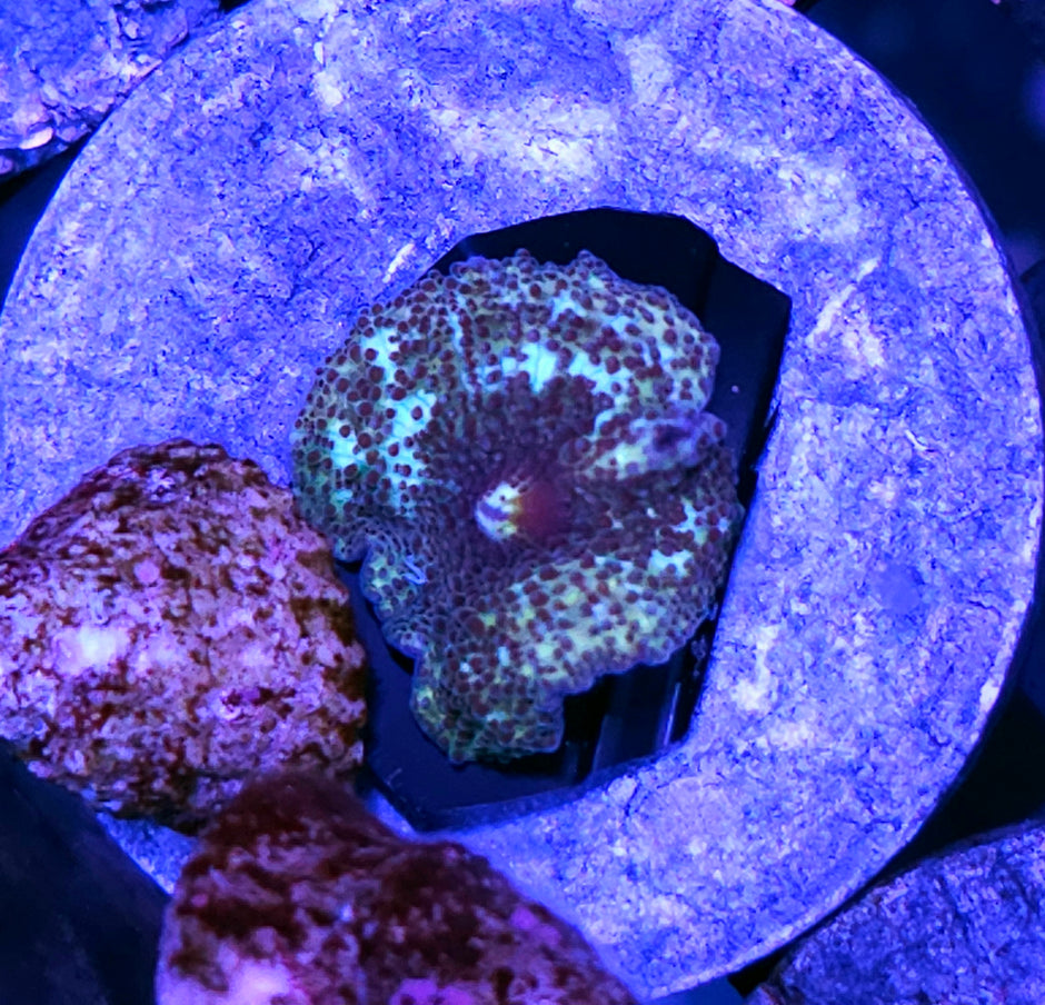 Shockwave Mushroom