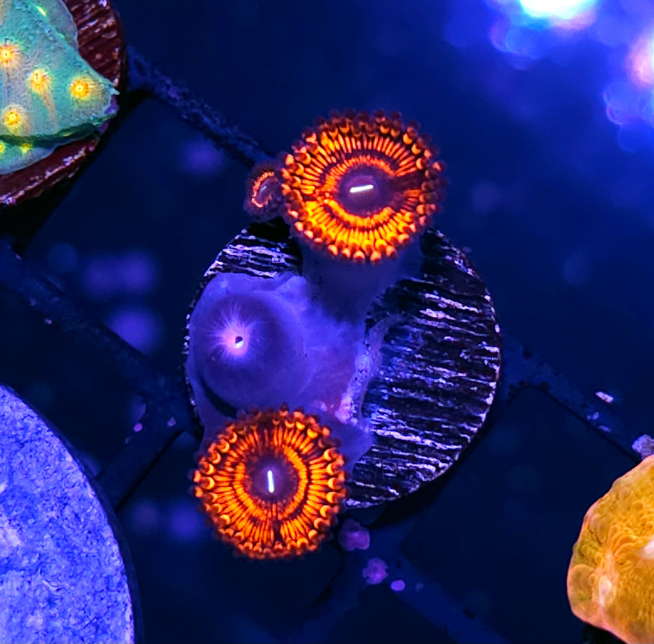 Demonica Zoas