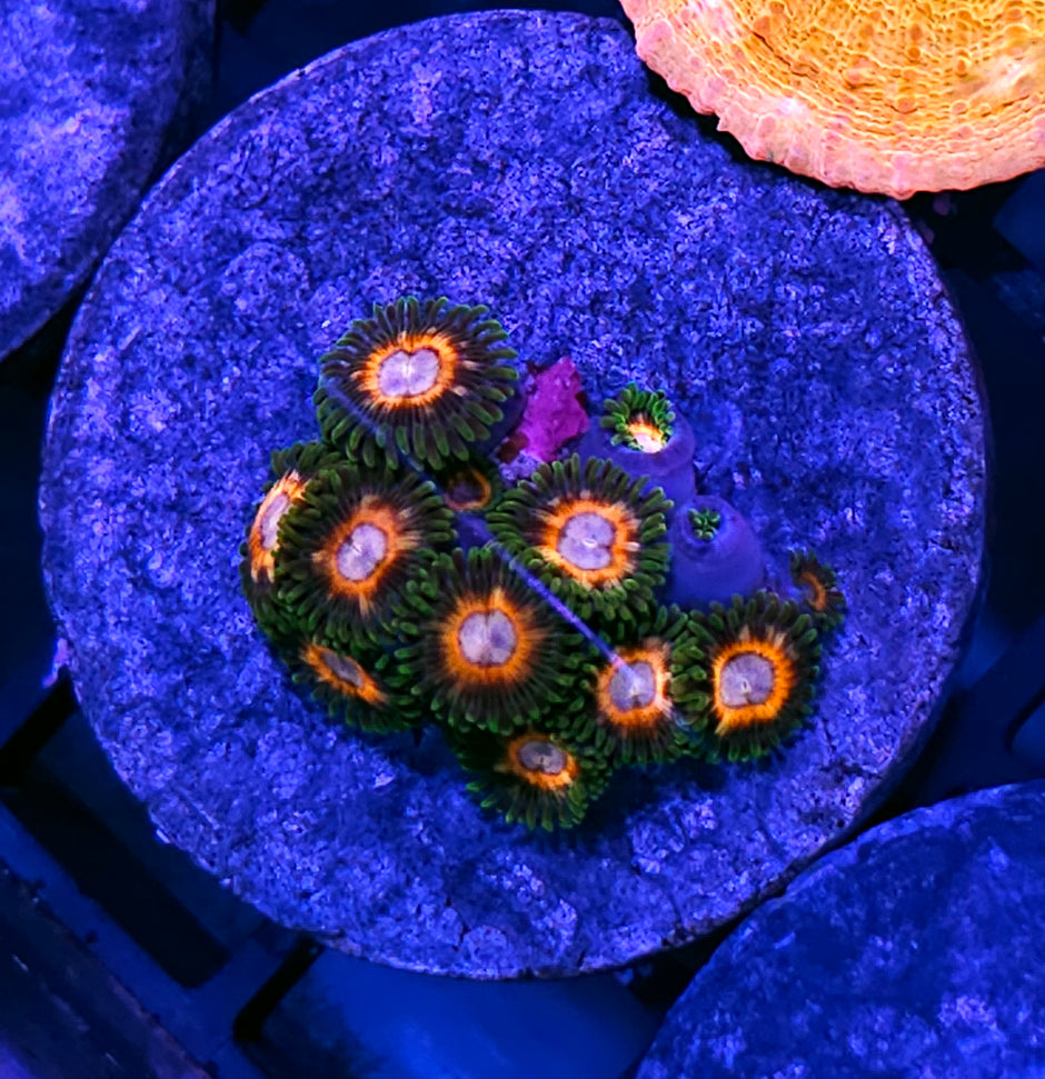 JF Fairytale Zoas