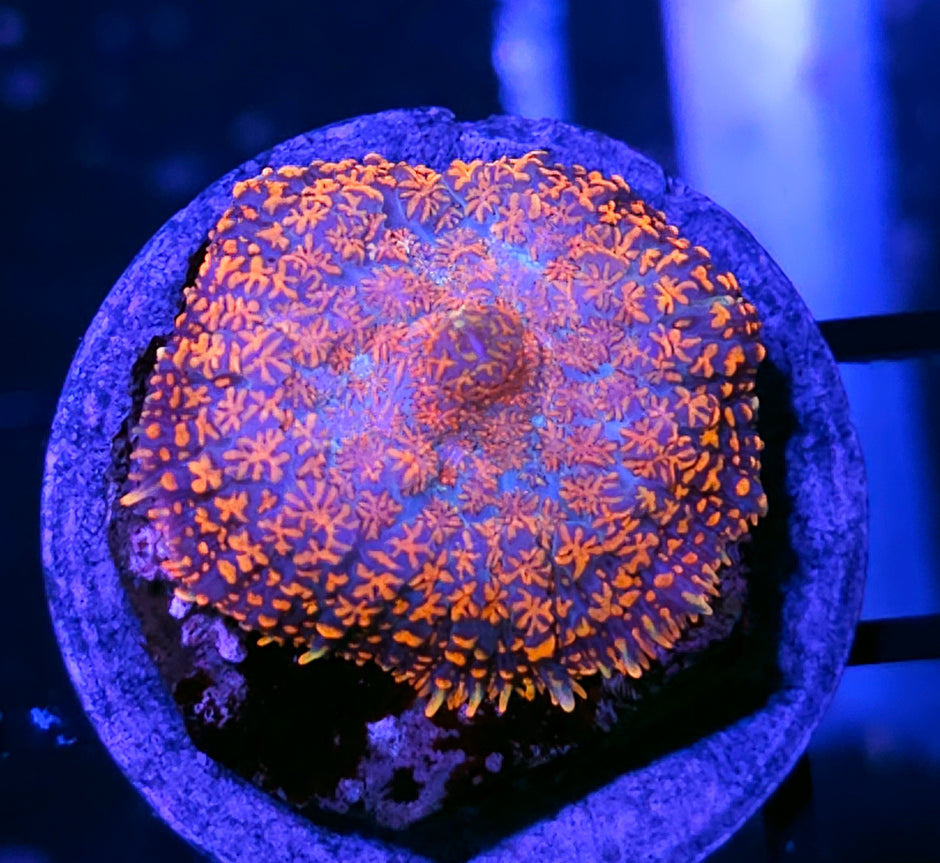 Fireworks Mushroom