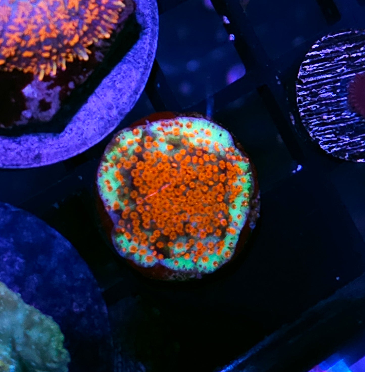 Chilli Pepper Montipora 🌶