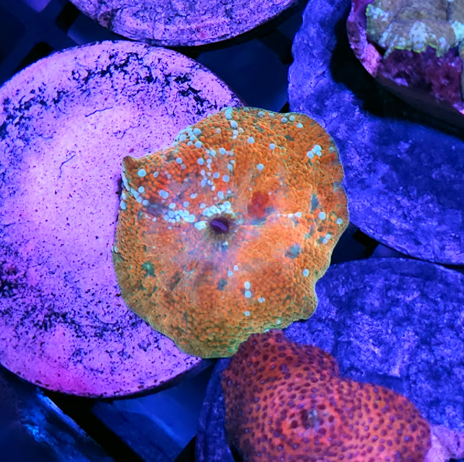 Granny Smith Apple Mushroom