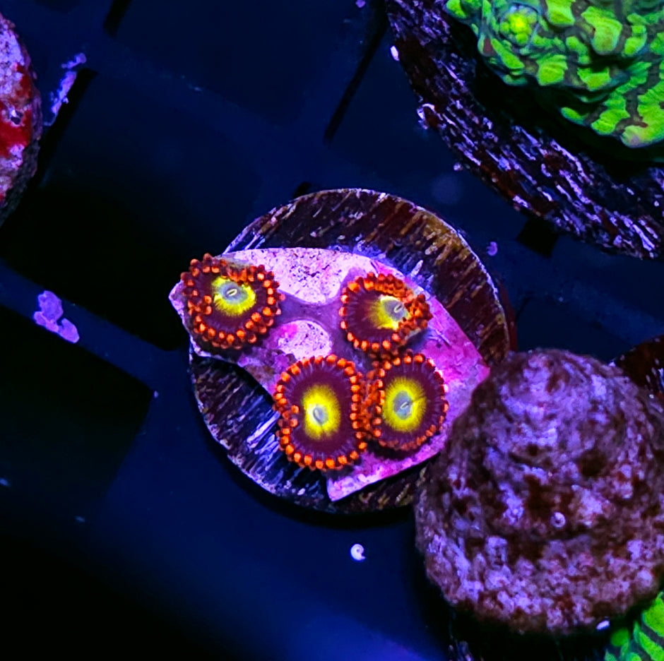 Clown Party Zoas