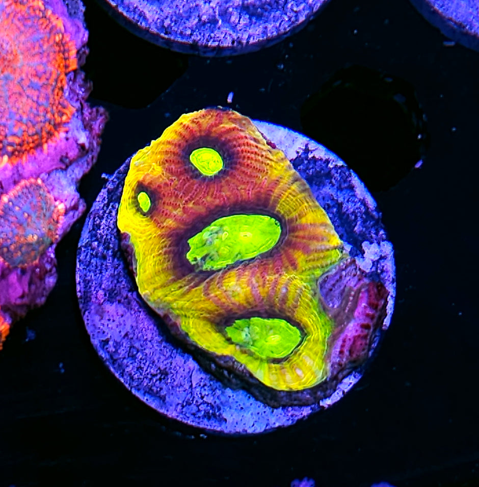Rainbow Dragon Soul Favia