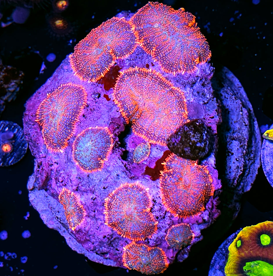 Kiss Kiss Mushroom Colony