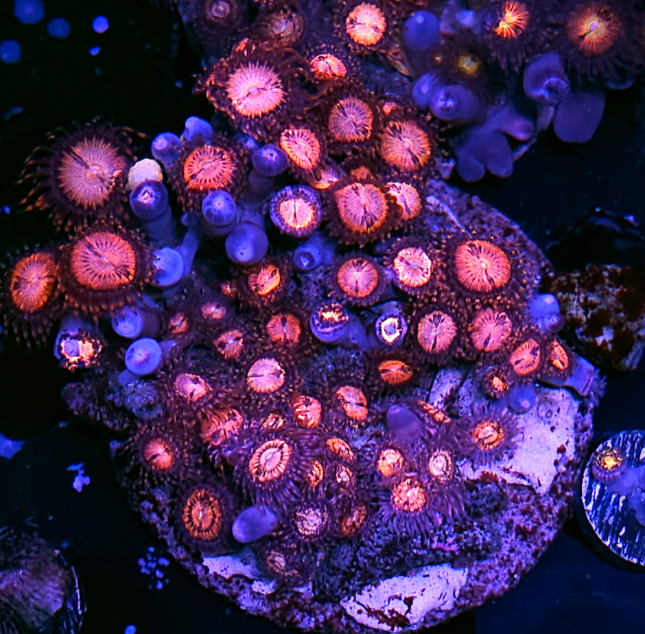 Sakura Zoa Colony