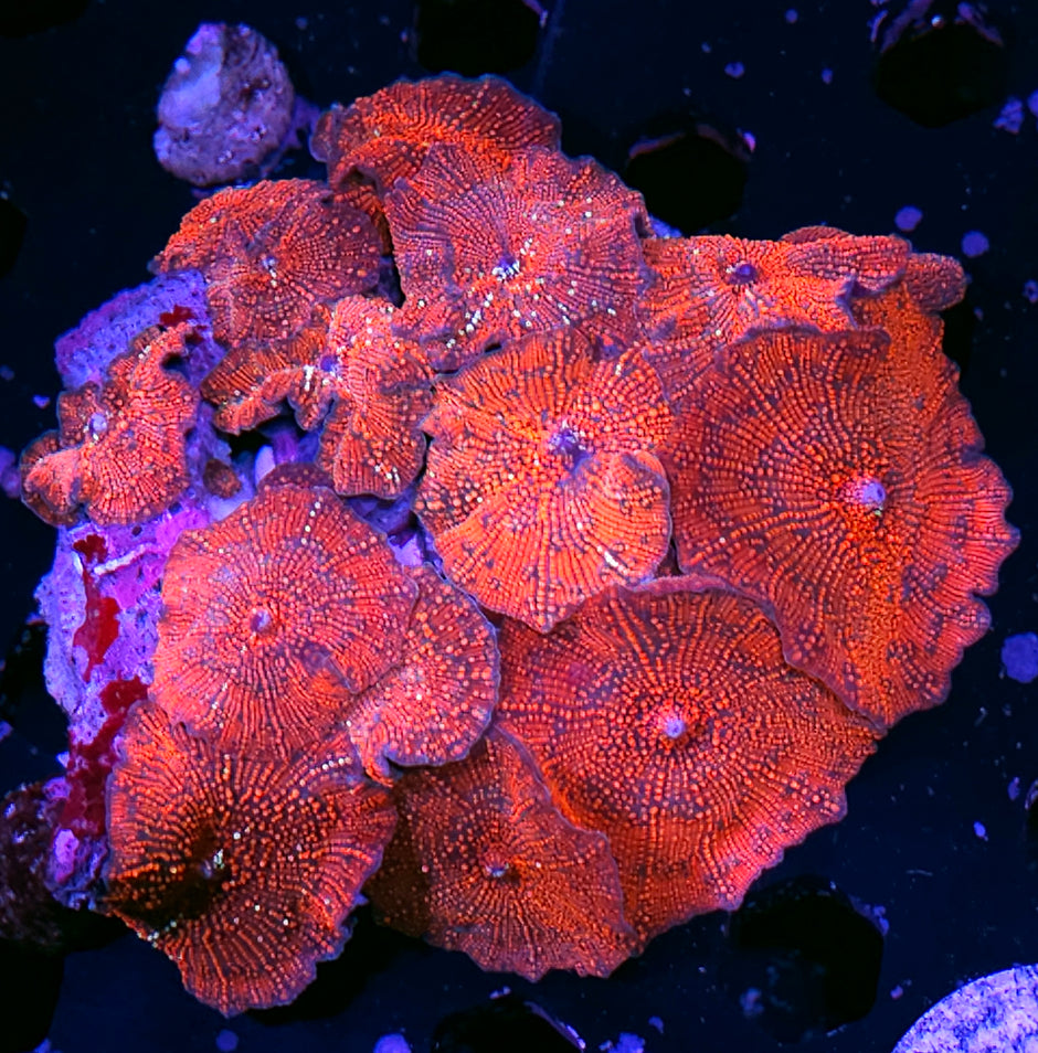 XL Darth Maul Mushroom Colony