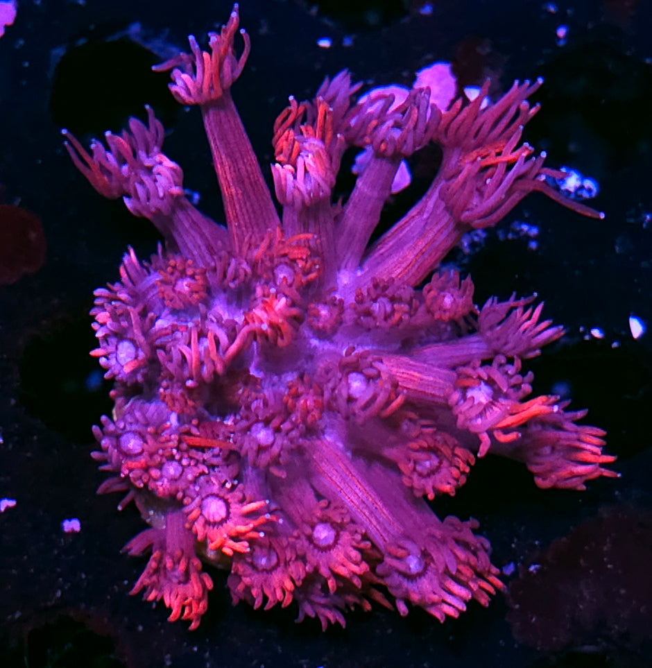 DR Confetti Goniopora Colony