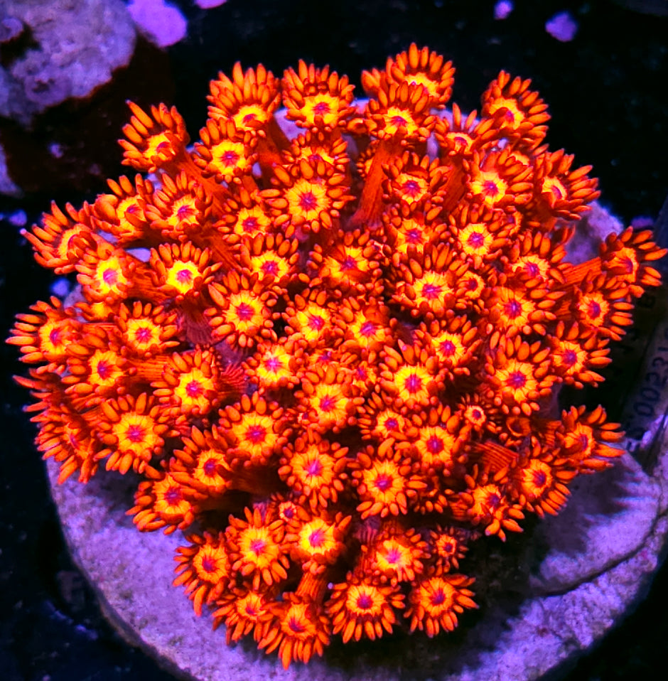 🍒🤯Towering Inferno Goniopora Colony🤯🍒