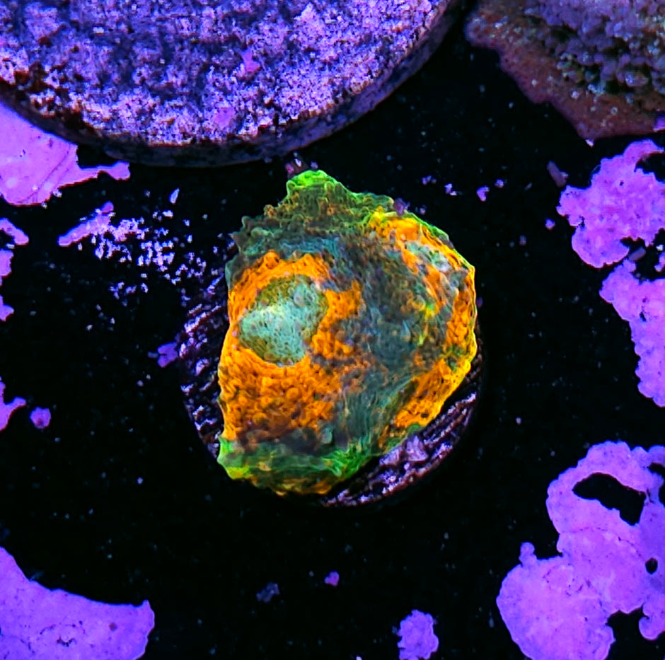 Flaming Forest Acan Echinata