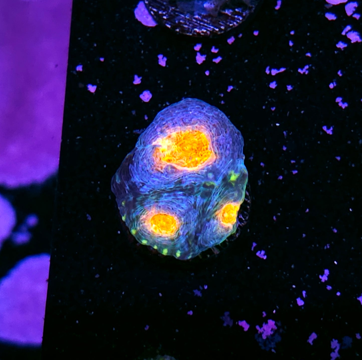 Fyre Island Acan Echinata
