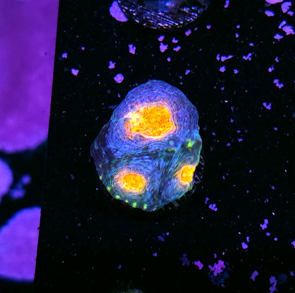 Fyre Island Acan Echinata