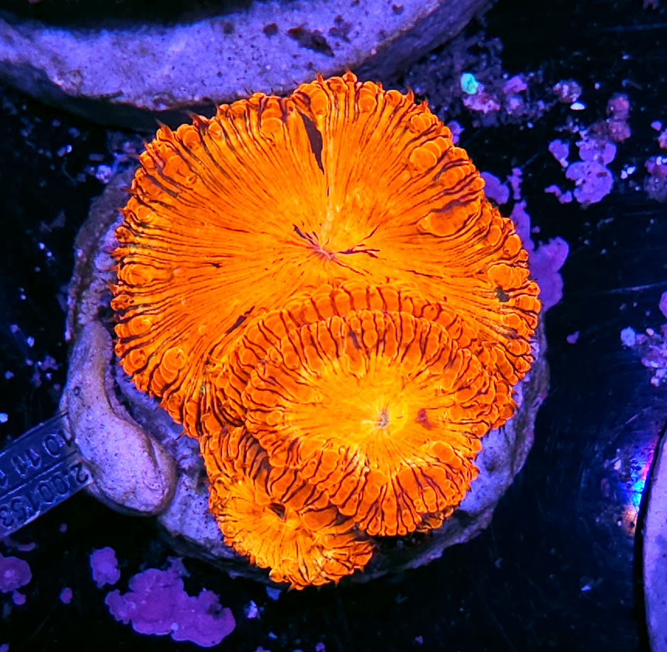 Blowtorch Indonesian Blasto Colony