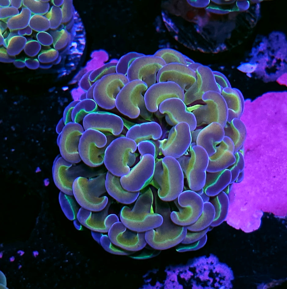 Rainbow Hologram Branching Hammer