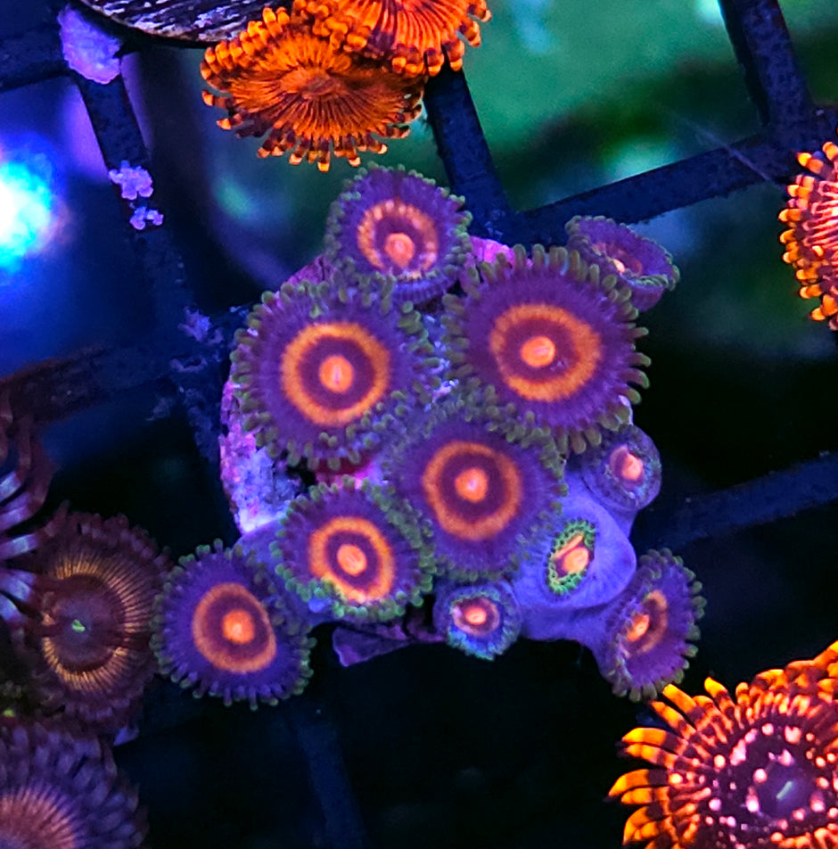 Plasma Cutter Zoas
