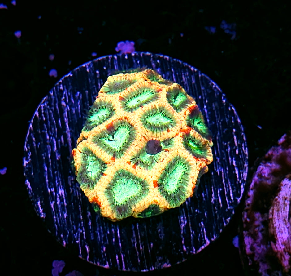 Ninja Turtle Micro Favia