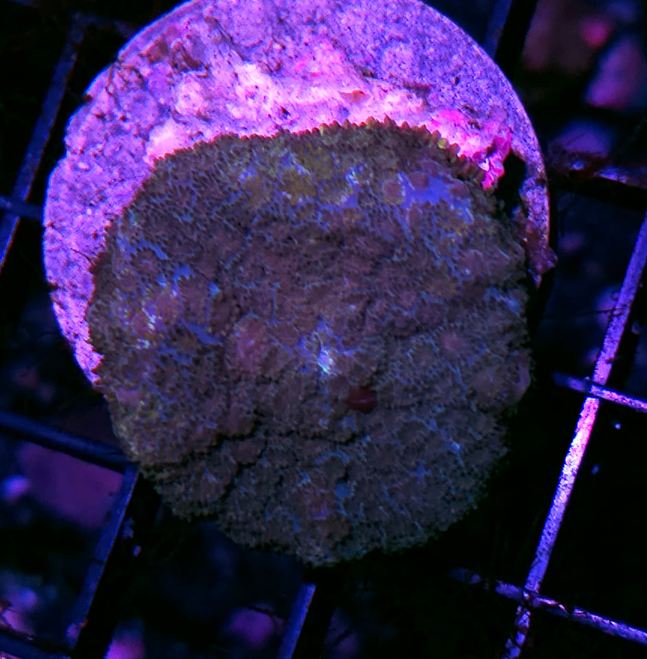 Blue Camo Pom Pom Mushroom RARE