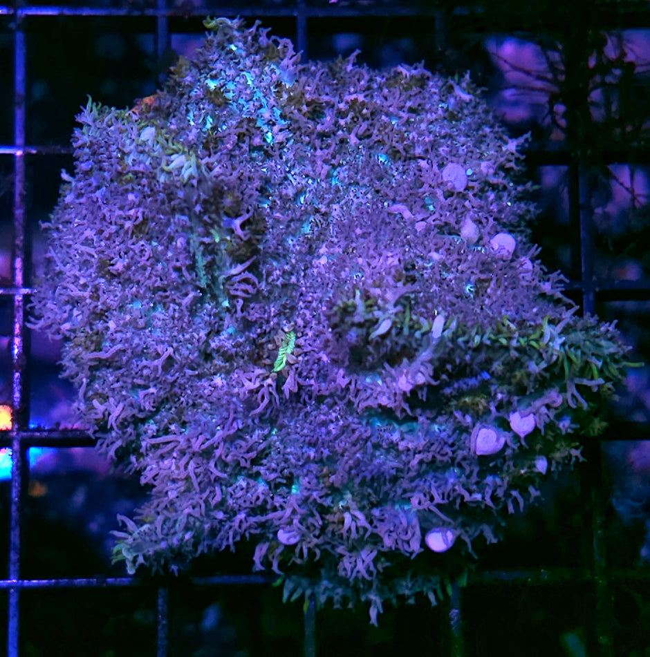 HF Fuzz Buster Pincushion Bounce Mushroom