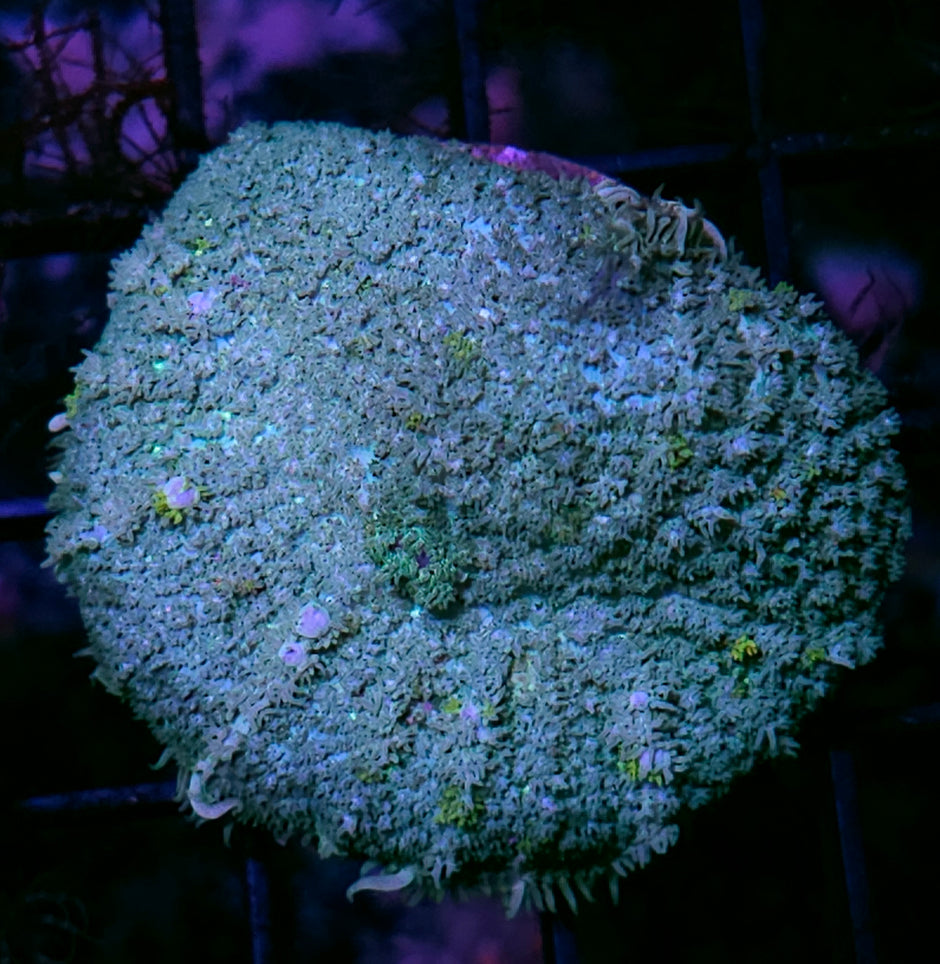 3" Seafoam Pincushion Bounce Mushroom