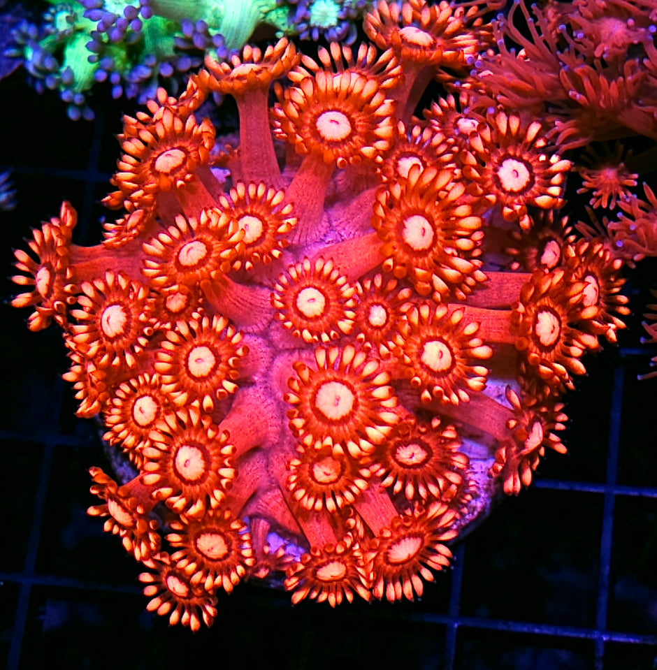 Blood Flowers Goniopora Colony