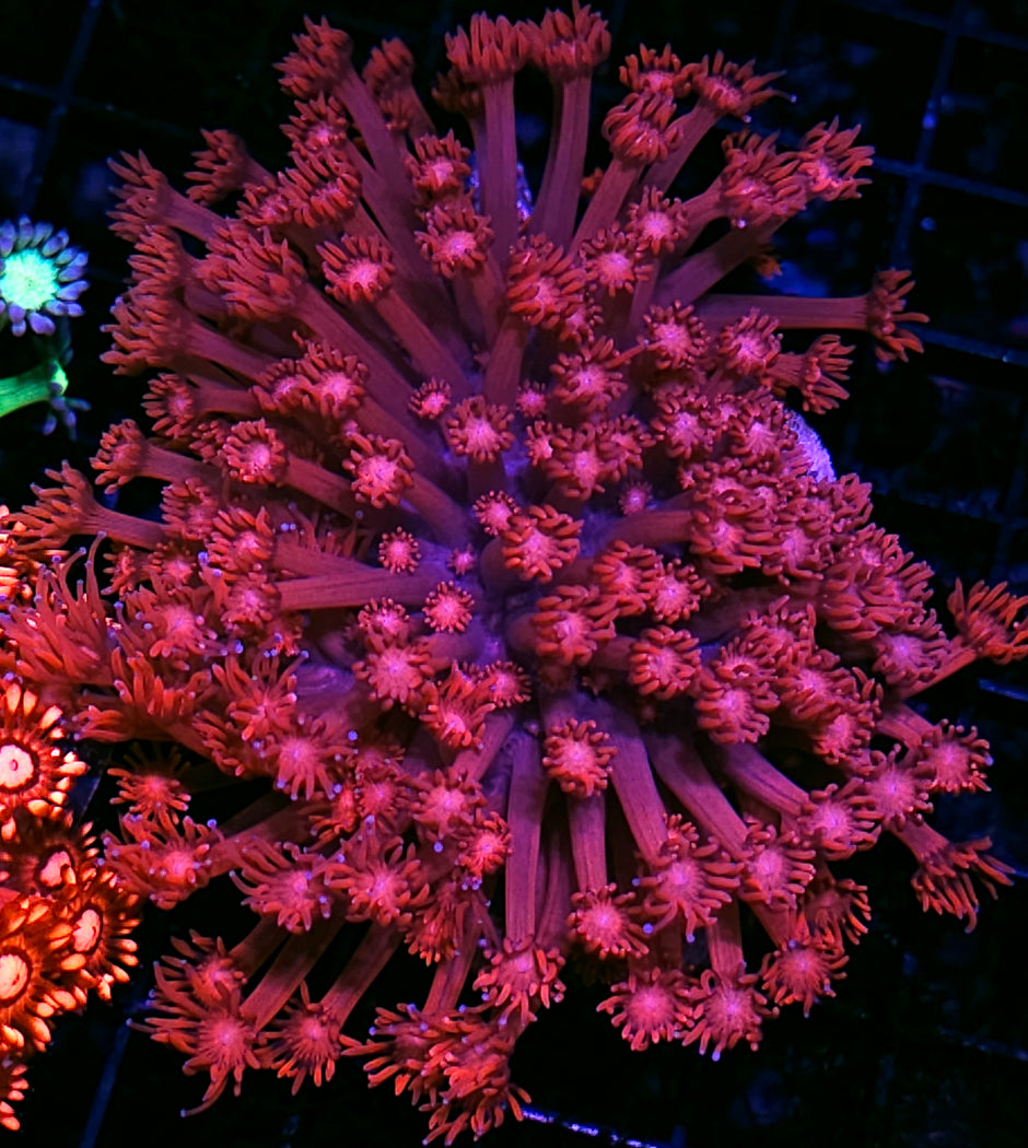 Blood Kiss 💋 Goniopora Colony