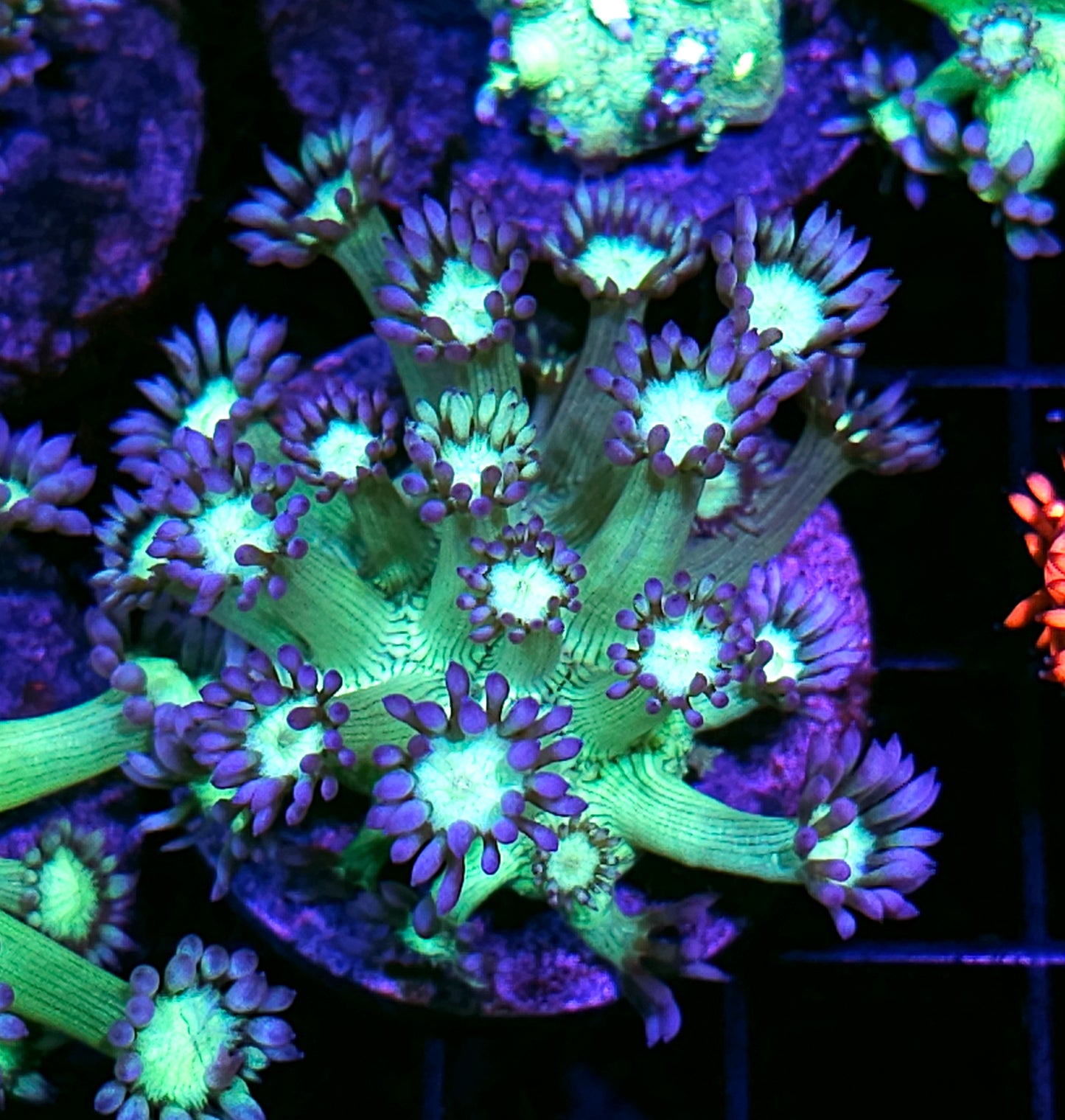 Robotix Goniopora