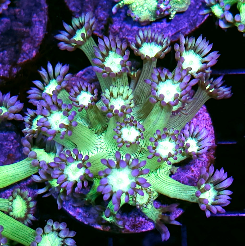 Robotix Goniopora