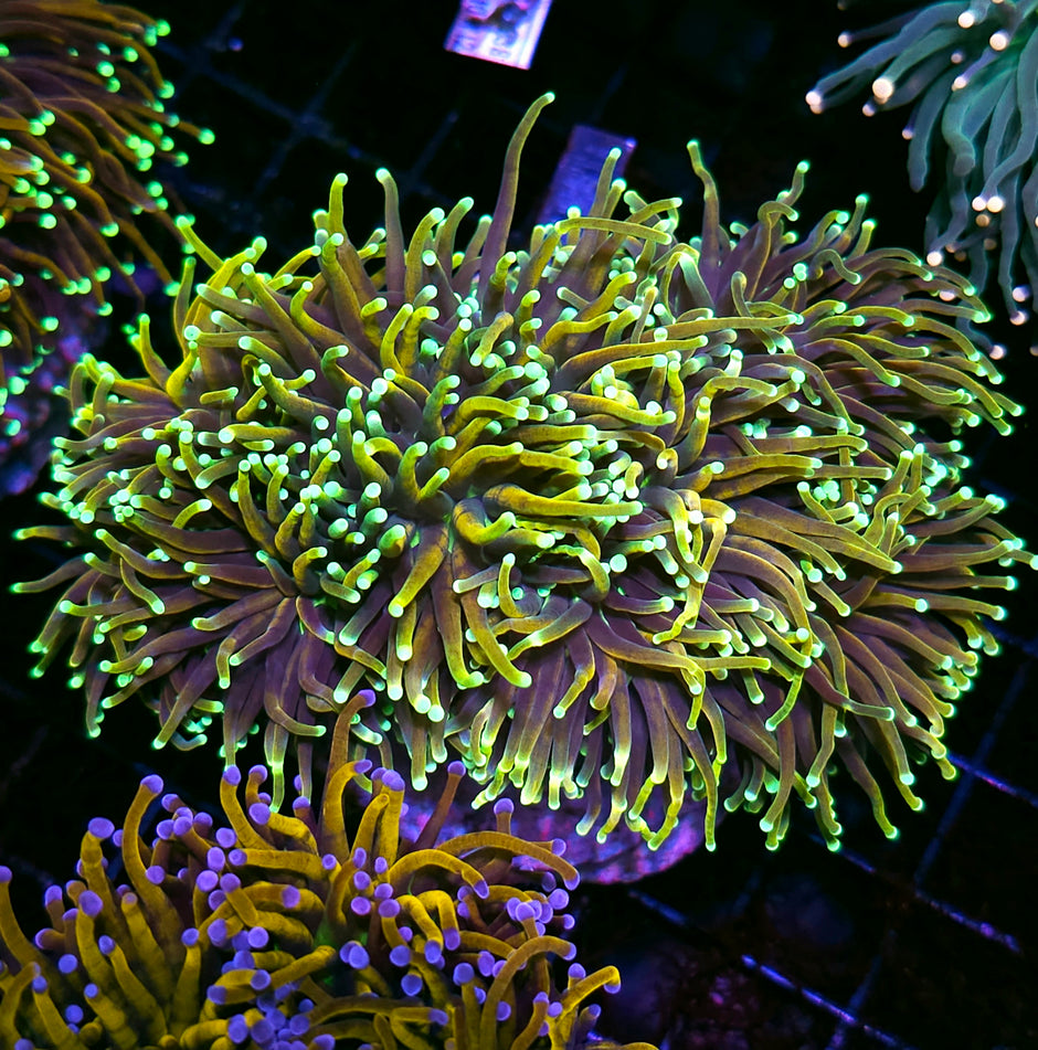Approx 5-6 Head Dragon Master Torch Colony
