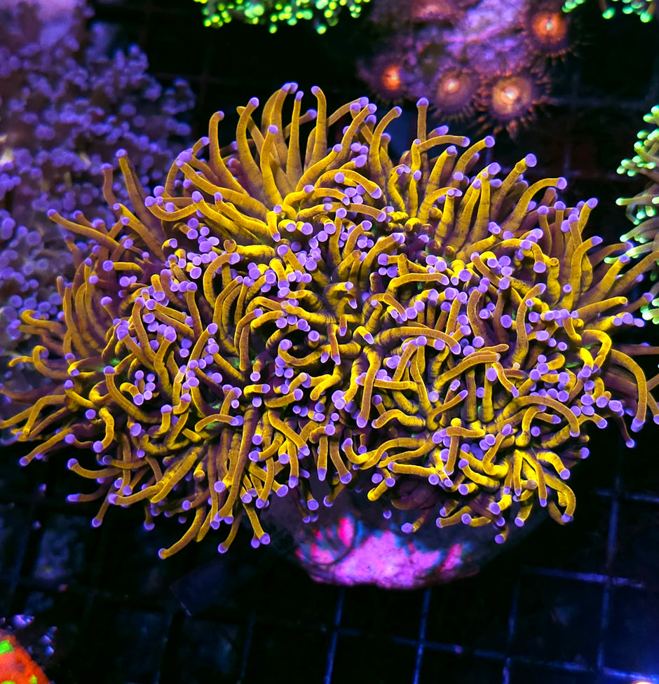 Approx 6-7 Head Yellow Dragon Torch Colony