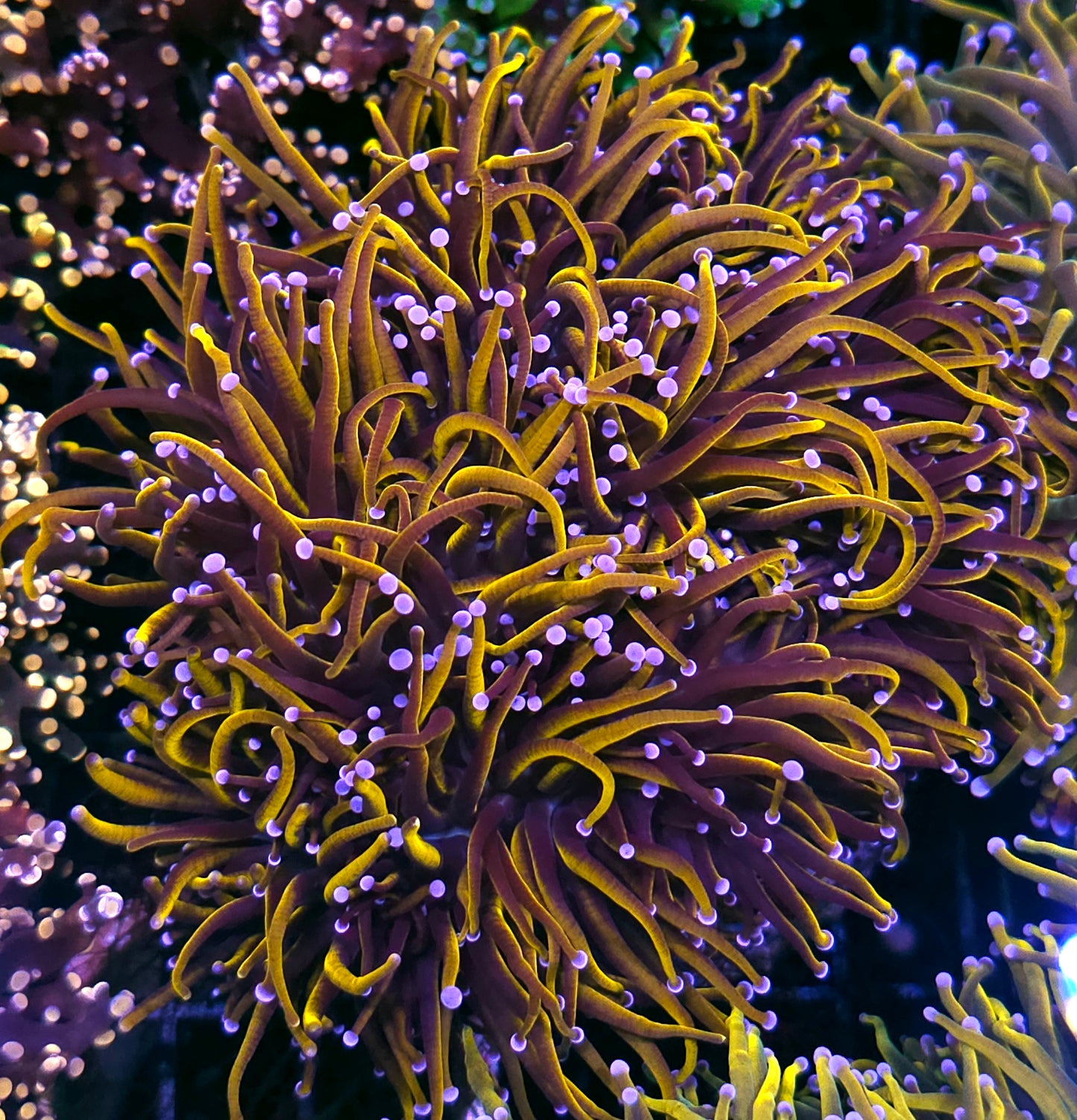 Approx 6-7 Head 24kt Torch Colony