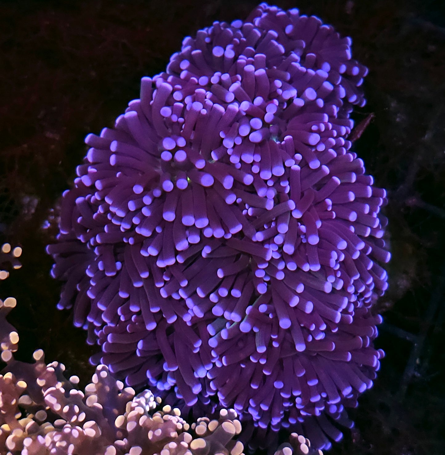 Approx 6-7 Head Abyss Torch Colony