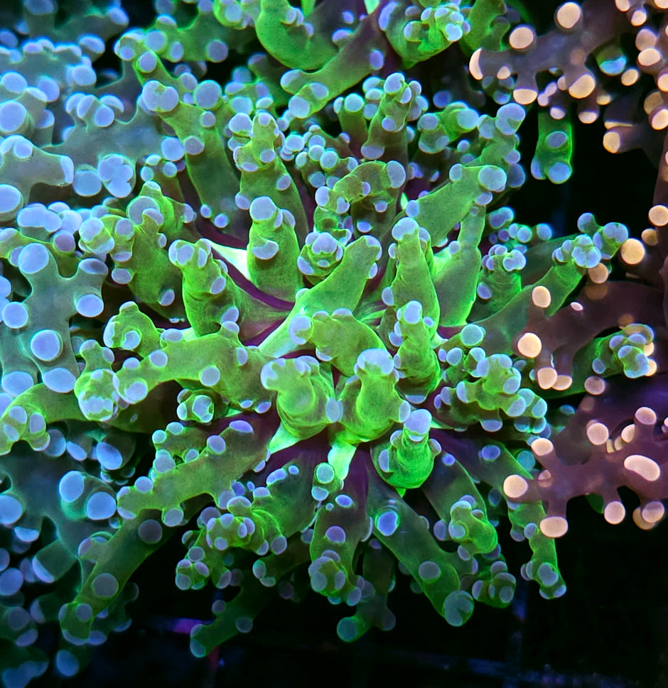 Viper Frogspawn
