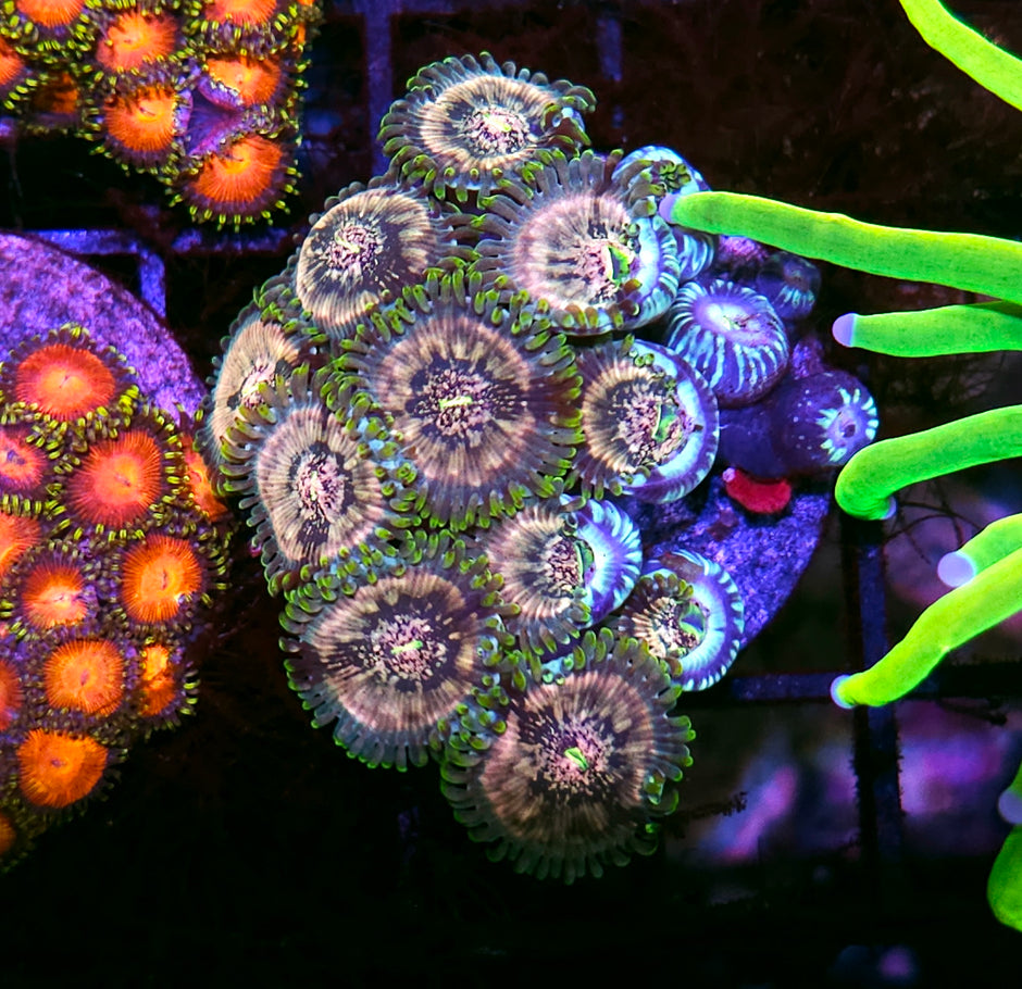 Atomic Space Monster Zoa Colony