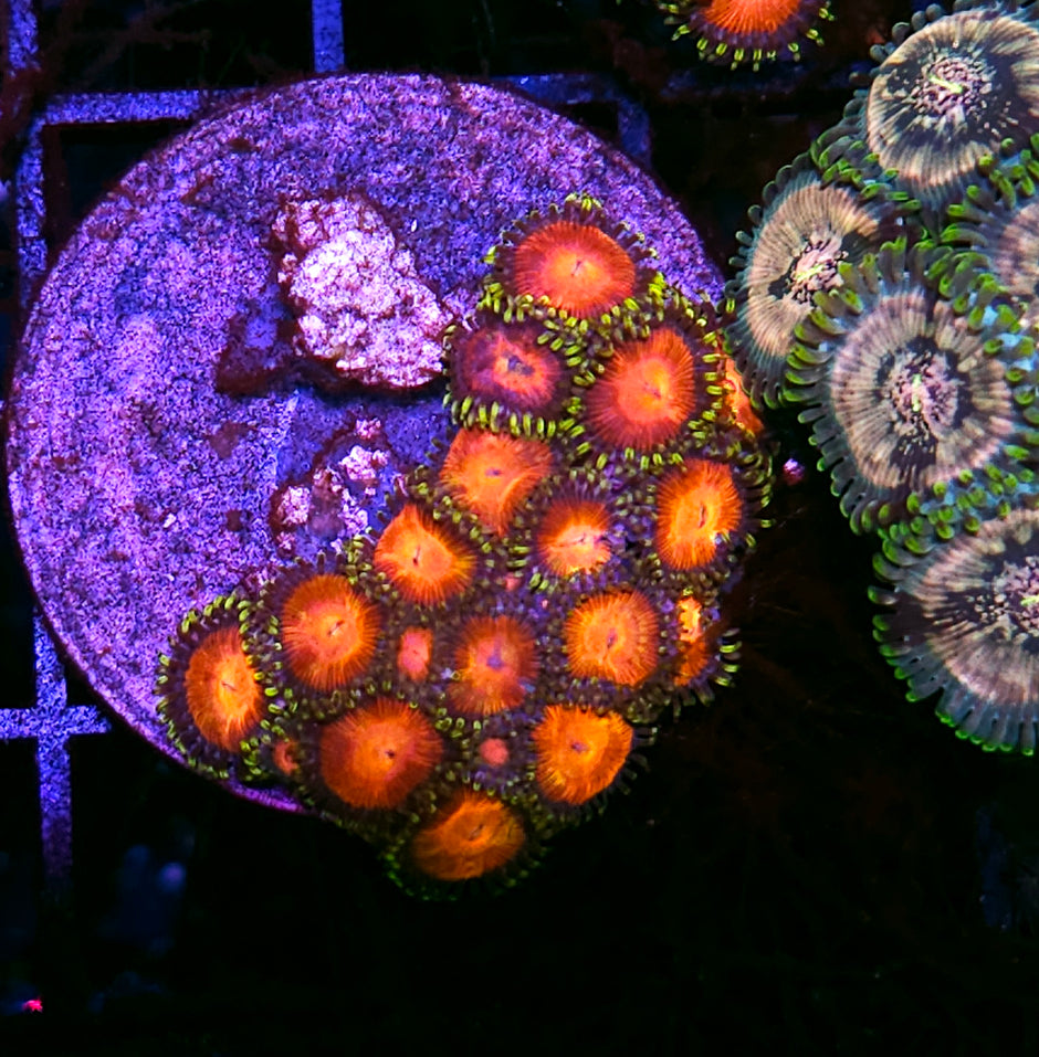 Attack of the Killer Tomatoes Zoas