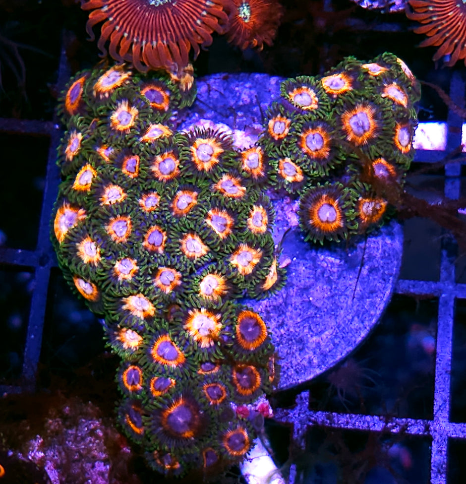 JF Fairytale Zoa Colony