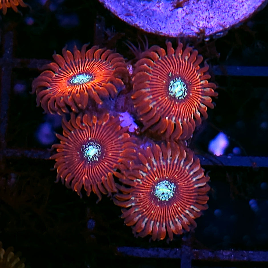 Magician Zoas